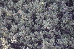Arctostaphylos pumila