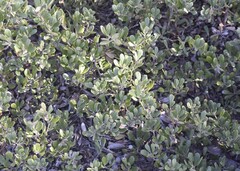 Arctostaphylos pumila