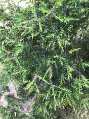 Melaleuca styphelioides