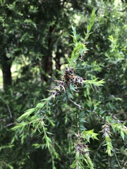 Melaleuca styphelioides