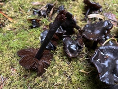 Pseudoplectania melaena