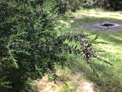 Melaleuca styphelioides