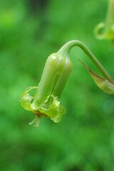 Anticlea occidentalis