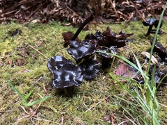 Pseudoplectania melaena