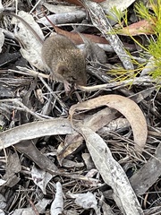 Antechinus stuartii