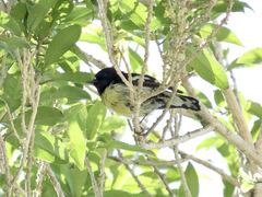 Petroica macrocephala macrocephala