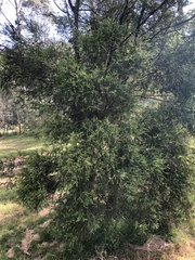 Melaleuca styphelioides