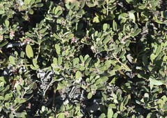 Arctostaphylos pumila
