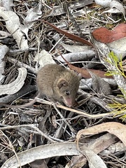 Antechinus stuartii