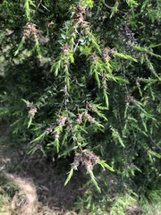 Melaleuca styphelioides