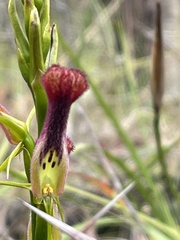Cryptostylis hunteriana