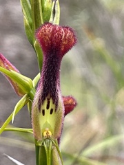 Cryptostylis hunteriana