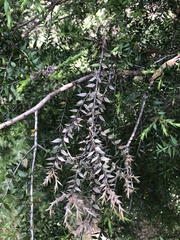 Melaleuca styphelioides