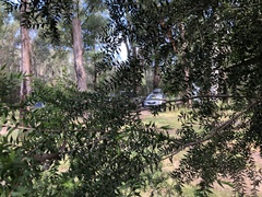 Melaleuca styphelioides