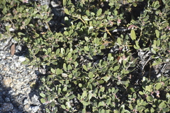 Arctostaphylos pumila