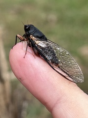 Birrima castanea