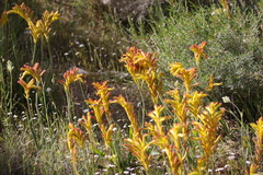 Anigozanthos humilis humilis
