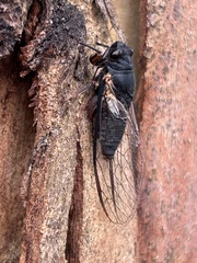 Birrima castanea