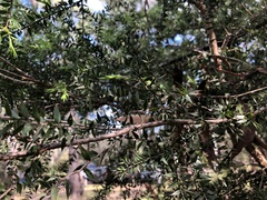 Melaleuca styphelioides