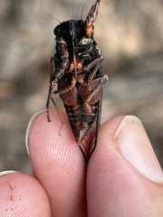 Birrima castanea