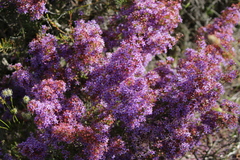 Calytrix leschenaultii