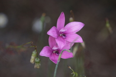 Elythranthera emarginata