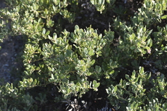 Arctostaphylos pumila