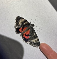 Catocala grotiana