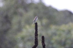 Gliciphila melanops