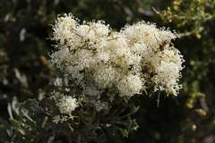 Hakea auriculata