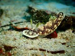 Goniobranchus geometricus