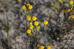 Podotheca gnaphalioides