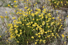 Conostylis aculeata breviflora