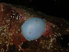 Acanthodoris nanaimoensis