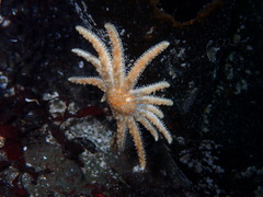 Pycnopodia helianthoides