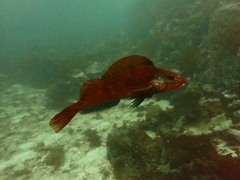 Hexagrammos stelleri