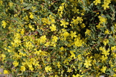 Hibbertia mylnei
