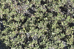 Arctostaphylos pumila