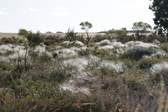 Austrostipa elegantissima