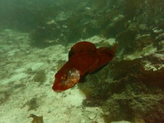Hexagrammos stelleri