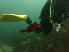 Hexagrammos stelleri