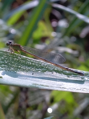 Pseudagrion