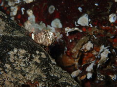 Rhamphocottus richardsonii