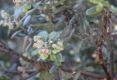 Arctostaphylos tomentosa
