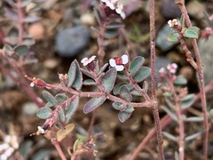 Euphorbia melanadenia