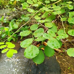 Dalbergia latifolia