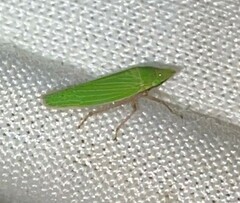 Draeculacephala robinsoni