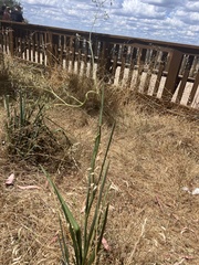 Dianella tarda