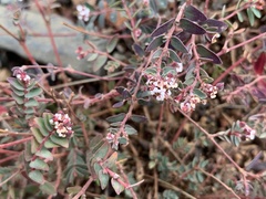Euphorbia melanadenia