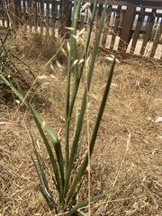 Dianella tarda